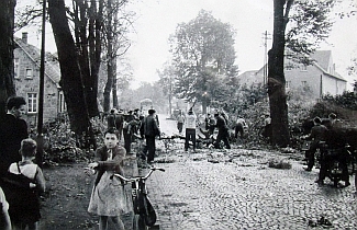 Abholzung der Bäume an der Münsterstraße